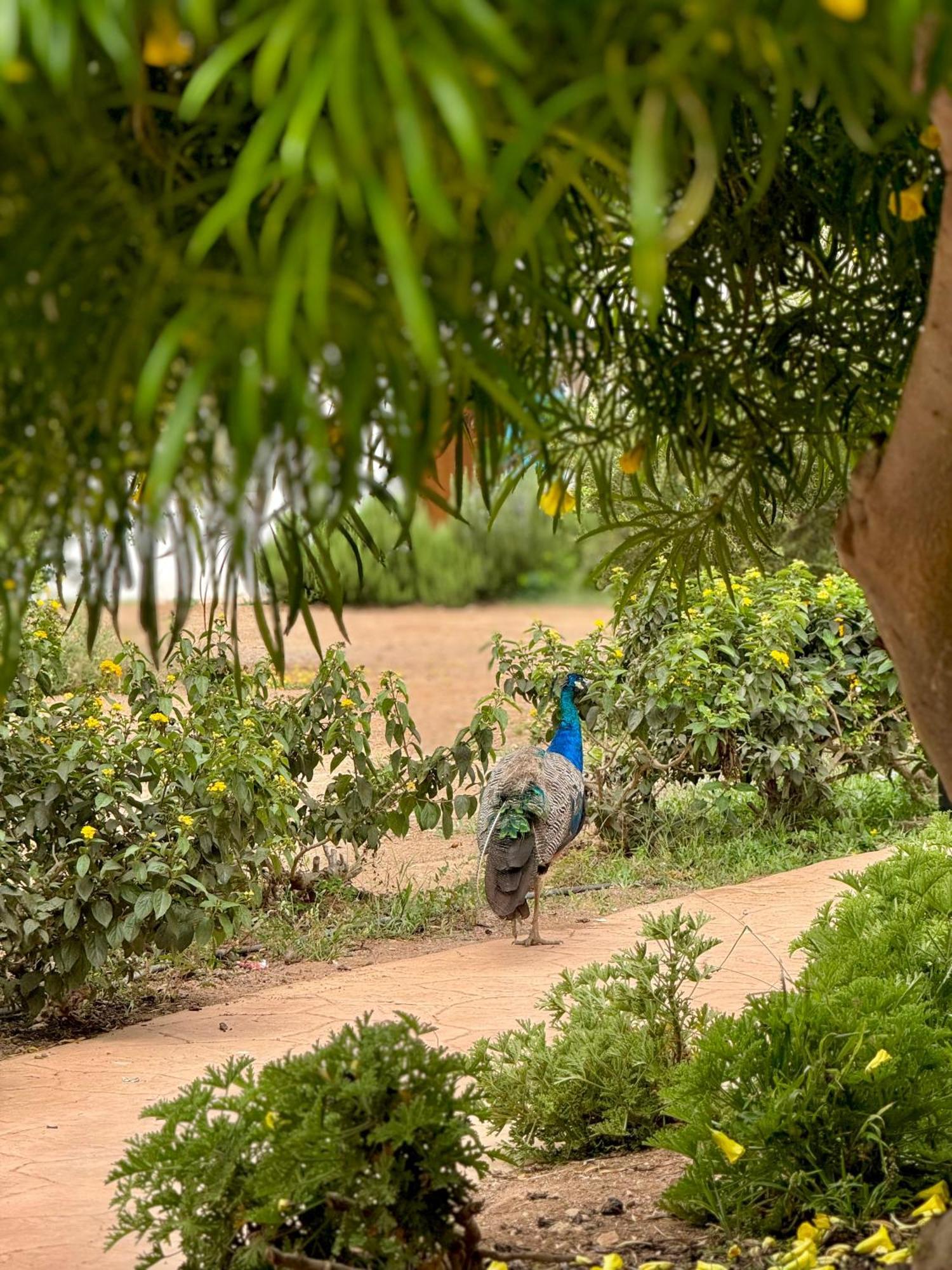 Lunja Village - Agadir Imi Ouaddar Kültér fotó